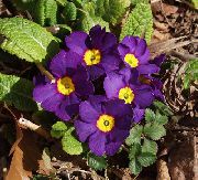紫 报春花，木耳  照片