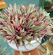 foto Rhoeo Tradescantia Sise lilled
