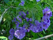 gaiši zils Ziedēšanas Kļava, Raudāšana Kļava, Ķīniešu Laterna Iekštelpu ziedi foto