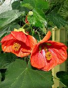 czerwony Abutilon (Klon Pokój) Kryte kwiaty zdjęcie
