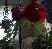 bordo Ziedēšanas Kļava, Raudāšana Kļava, Ķīniešu Laterna Iekštelpu ziedi foto