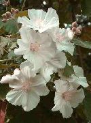 white Flowering Maple, Weeping Maple, Chinese Lantern  photo