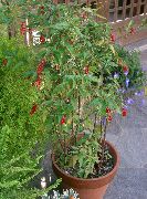 灌木 血浆果，胭脂植物，婴儿辣椒，鸽子浆果，coralito, 盆花 照片