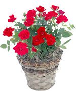 kırmızı Gül Kapalı çiçek fotoğraf