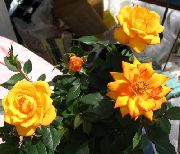 pomarańczowy Roza Kryte kwiaty zdjęcie