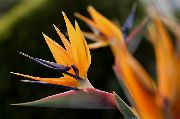 zdjęcie pomarańczowy Kryte kwiaty Strelicja