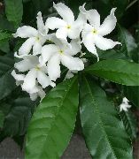 beyaz Tabernaemontana, Muz Çalı Kapalı çiçek fotoğraf