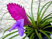 otsu bir bitkidir Tillandsia, Kapalı çiçek fotoğraf
