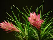 różowy Tillandsia Zielony Kryte kwiaty zdjęcie
