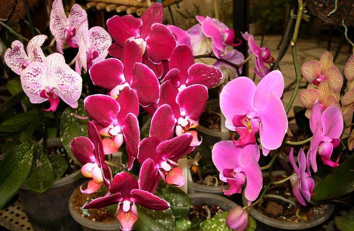 Некоторые советы по уходу за орхидеями 97_374