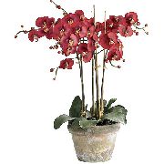 kırmızı Phalaenopsis Kapalı çiçek fotoğraf