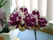 claret Phalaenopsis Inni blóm mynd