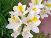 beyaz Frezya Kapalı çiçek fotoğraf