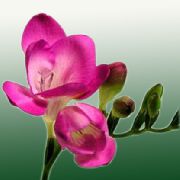 pembe Frezya Kapalı çiçek fotoğraf