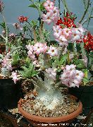 pembe Çöl Gülü Kapalı çiçek fotoğraf