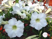 zdjęcie biały Kryte kwiaty Adium