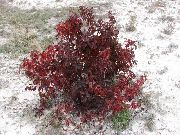 weinig Rot-Bellte Hartriegel, Hartriegel Gemeinsamen Pflanze foto