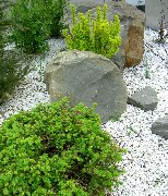 vaaleanvihreä Alberta Kuusen, Musta Mäet Kuusen, Valkoinen Kuusen, Kanadalainen Kuusen Kasvi kuva