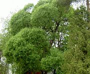 šviesiai žalia Gluosnis augalas nuotrauka