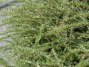 zelena Cotoneaster Horizontalis Rastlina fotografija