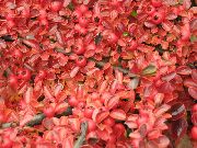 raudonas Cotoneaster Horizontalis augalas nuotrauka