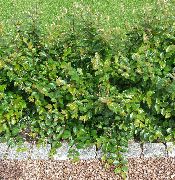 zelena Hedge Cotoneaster, European Cotoneaster Rastlina fotografija