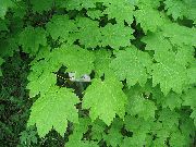 šviesiai žalia Klevas augalas nuotrauka