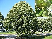 yeşil Ortak Kireç, Ihlamur Ağacı, Basswood, Ihlamur, Gümüş Ihlamur Bitki fotoğraf
