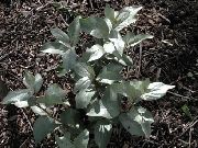 verde inchis Buffaloberry Argint Plantă fotografie