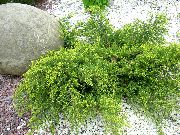зелена Клека, Сабина Биљка фотографија
