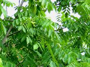 žalias Graikinis Riešutas augalas nuotrauka