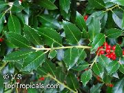 verde Holly, Arin Negru, American Holly Plantă fotografie