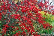 roșu Holly, Arin Negru, American Holly Plantă fotografie