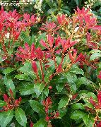 rød Liljekonval Bush, Andromeda Plante foto
