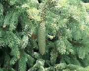 blau Douglasie, Oregon Pine, Rottanne, Gelb Tanne, Fichte Falsch Pflanze foto