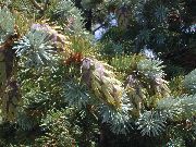 fotoğraf simli Bitki Douglas Köknar, Çam Oregon, Kırmızı Köknar, Köknar Sarı, Sahte Ladin