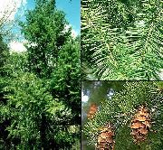 绿 黄杉，俄勒冈州松木，杉木冲，黄杉，云杉假 卉 照片