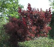 burgundy Smoketree Plant photo
