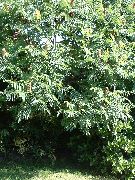 grün Tigeraugen Sumach, Essigbaum, Samt Sumach Pflanze foto