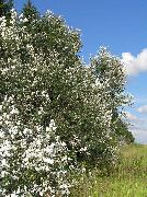 sidabrinis Cottonwood, Tuopos augalas nuotrauka