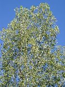 ljusgrön Cottonwood, Poppel Växt foto
