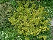 šviesiai žalia Hiba, Klaidinga Arborvitae, Japonų Elkhorn Kiparisas augalas nuotrauka