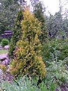 жълт Туя Растение снимка