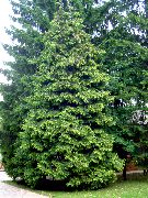 koyu yeşil Mazı Ağacı Bitki fotoğraf
