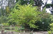heleroheline Mooruspuu Taim foto