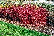 red Barberry, Japanese Barberry Plant photo