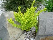 geltonas Raugerškis, Japonų Raugerškio augalas nuotrauka