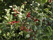 fotoğraf yeşil Bitki Gümüş Manda Berry, Foamberry Soapberry, Soopalollie, Kanadalı Buffaloberry