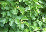 світло-зелений Древогубец (Краснопузирнік) Рослина фото