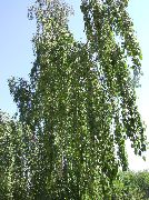 fotoğraf yeşil Bitki Huş Ağacı